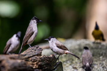 Sooty-headed Bulbul in Chunburi, Thailand.