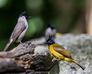 Sooty-headed Bulbul and Black created bulbul  in Chunburi, Thailand.