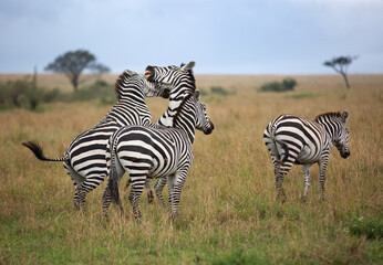 Zebras quarrelling in savannah, Masai Mara, Kenya