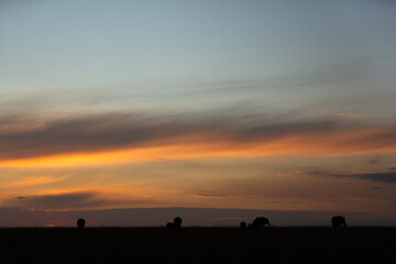 Fototapeta premium Silhouette of African elephants during sunset, Masai Mara, Kenya