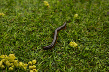 Close-up of a long centipede crawling on the green grass. Photos of insects and nature