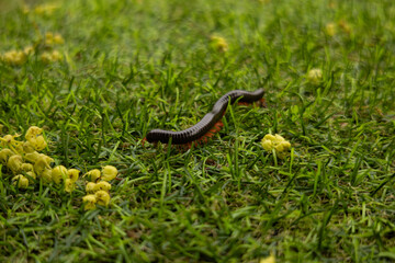 Close-up of a long centipede crawling on the green grass. Photos of insects and nature