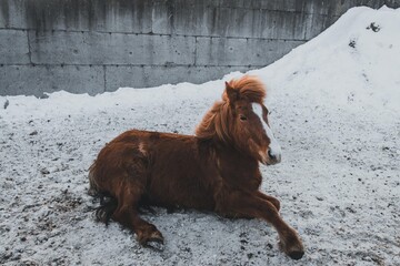 Icelandic Horse laying on the ground
