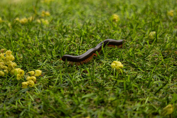 Close-up of a long centipede crawling on the green grass. Photos of insects and nature