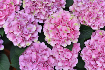 Bright pink flowers in a flower bed