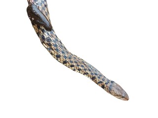 Snake with Leech on Its Body Isolated on White Background