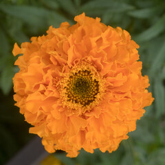 orange marigolds in a summer garden