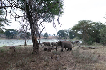 Obraz premium herd of elephants