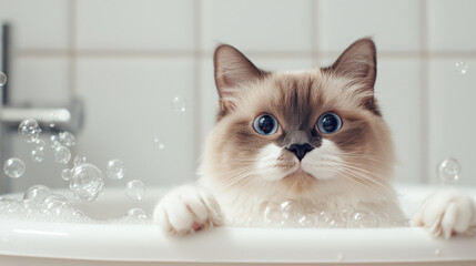 Ragdoll cat in small bathtub, playfully pawing at bubbles, showcasing curiosity and playfulness. scene captures delightful moment of feline fun