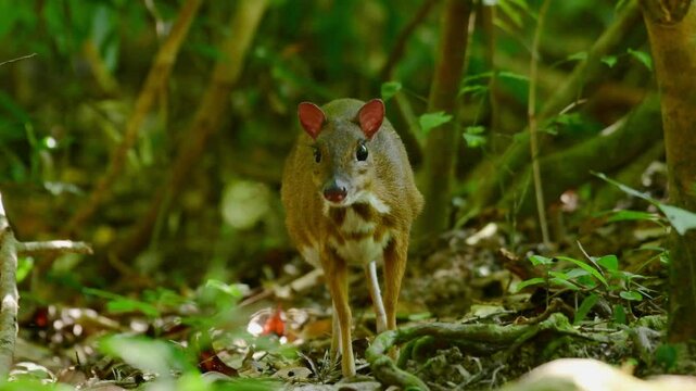 Mouse-deer, Chevrotain animal washing in the forest.
