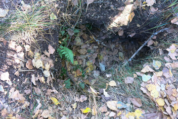 the pit into which the moose fell with his foot and disturbed the beavers