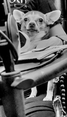 A Chihuahua sitting with their owner on a chair