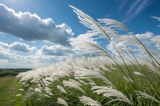 serene kashful field in bloom &ndash; kans grass landscape under a wide sky