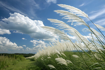serene kashful field in bloom – kans grass landscape under a wide sky