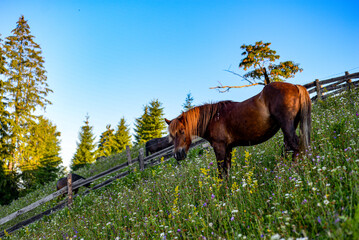 Horses in the mountains 