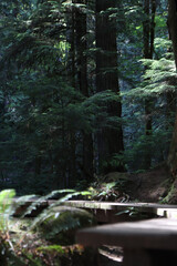 Hiking Wood Trail Path in Woods