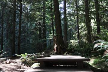 Hiking Wood Trail Path in Woods