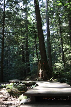 Hiking Wood Trail Path in Woods
