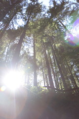 Hiking Wood Trail Path in Woods