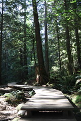 Hiking Wood Trail Path in Woods