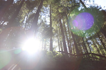 Hiking Wood Trail Path in Woods