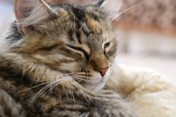 Close-up: A magnificent gray striped Maine Coon is sitting quietly, looking in different directions. A curious Cat is sniffing around. An animal at home