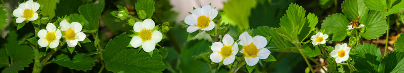 Fototapeta premium Amidst lush green foliage, bright white strawberry blossoms bloom, showcasing their cheerful yellow centers, inviting pollinators on a warm spring day.