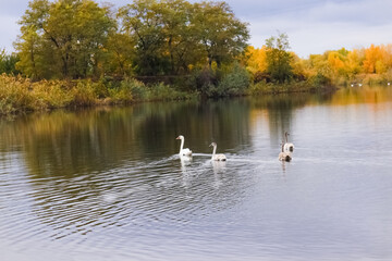 A trio of swans elegantly moves across a tranquil lake, their reflections shimmering on the water's surface, framed by stunning autumn trees in golden hues.