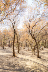 Fores in Athens Greece on the Acropolis