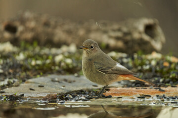 colirrojo tizón (Phoenicurus ochruros) en la charca
