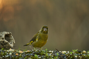 El verderón europeo o verderón común (Chloris chloris)