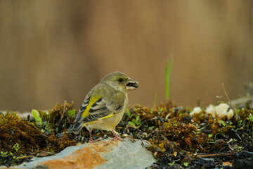 El verderón europeo o verderón común (Chloris chloris)