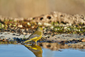 El verderón europeo o verderón común (Chloris chloris)
