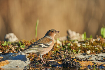 pinzón vulgar (Fringilla coelebs) en el estanque