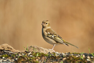  pinzón vulgar (Fringilla coelebs) en el estanque