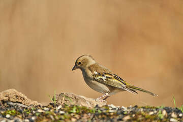  pinzón vulgar (Fringilla coelebs) en el estanque