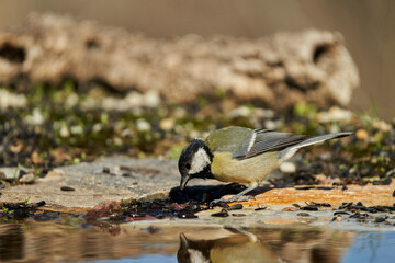 carbonero común (Parus major) en el parque