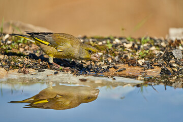 El verderón europeo o verderón común (Chloris chloris)