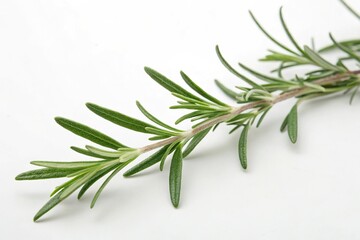 Obraz premium A macro shot of a sprig of rosemary with delicate leaves and stems set against a minimalist white background, rosemary, texture
