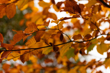 kolorowe jesienne liście na drzewie