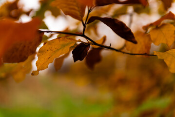kolorowe jesienne liście na drzewie