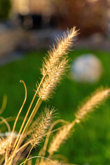 Golden grass sways gently in the breeze against a blurred green background during late afternoon sunlight