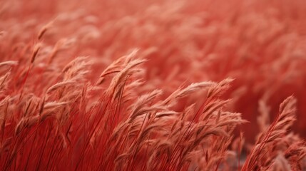 Vibrant Red Wheat Field. Agriculture, Harvest, and Natural Background