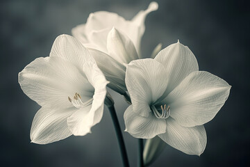 Obraz premium Amaryllis, Minimalist Ikebana style, unique Minimalist style