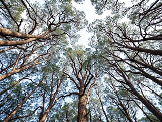 Towering eucalyptus tree branches stretch towards the sky, wilderness, greenery, trunk