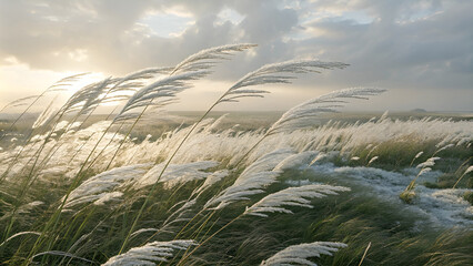 serene kashful field in bloom – kans grass landscape under a wide sky