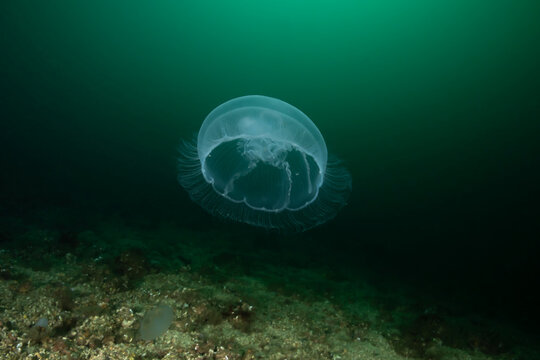 Aurelia aurita (also called the common jellyfish, moon jellyfish, moon jelly or saucer jelly) is a species of the family Ulmaridae.