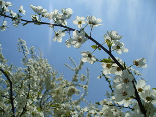 White flowers in full bloom on branches tree on sunny spring weather with blue sunny sky - natural flower background. Topics: blooming, beauty of nature, flowering, vegetation, flora, season