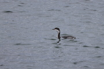 Graves Island, Nova Scotia, November 7 2024