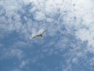 Fliegende Möwe im Himmel mit Wolken